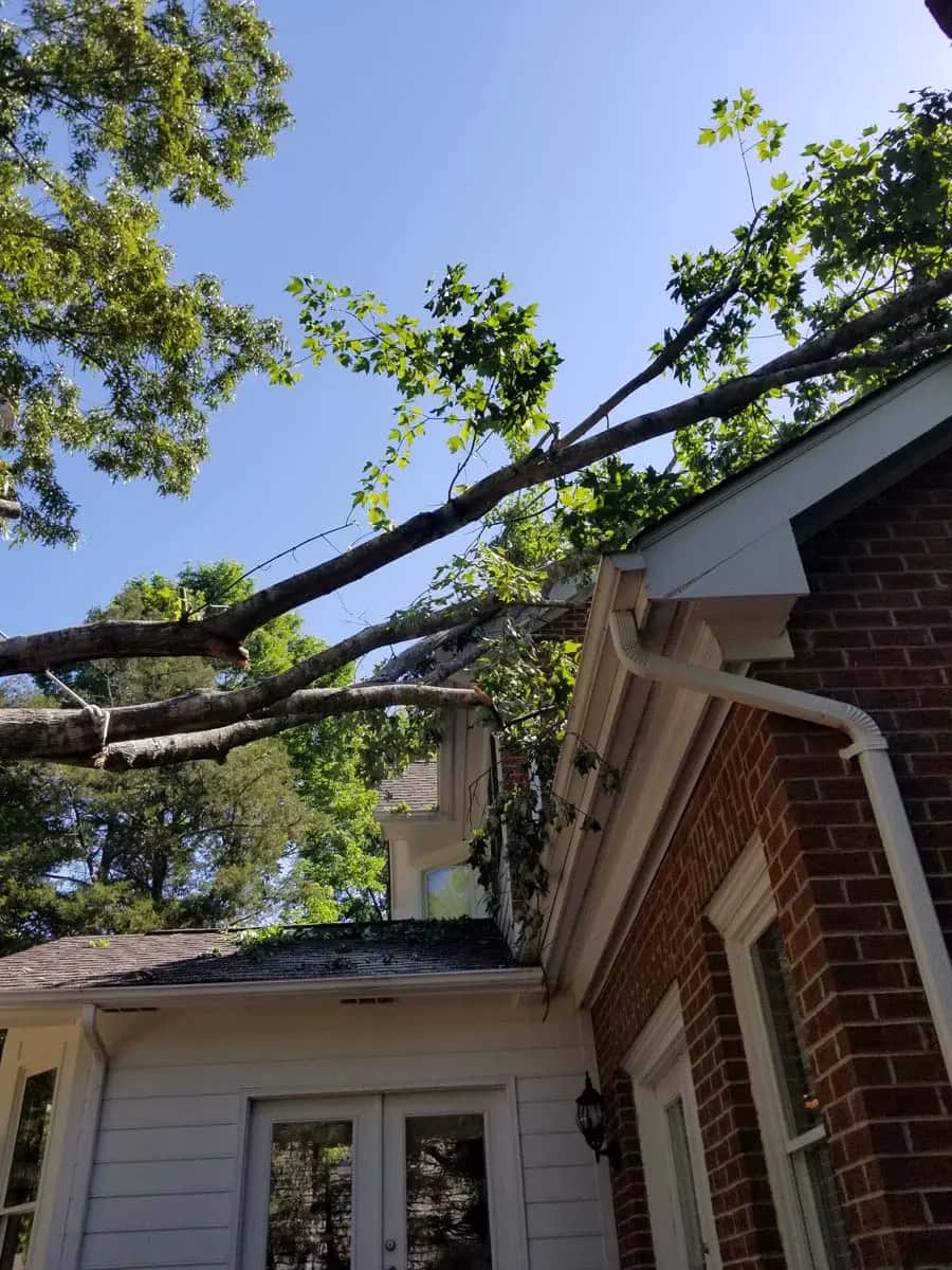 Queen City Tree Service certified arborist team Charlotte NC