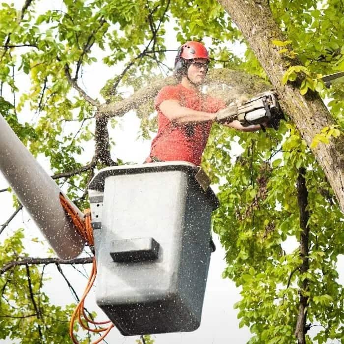 Queen City Tree Service completed project in Charlotte NC