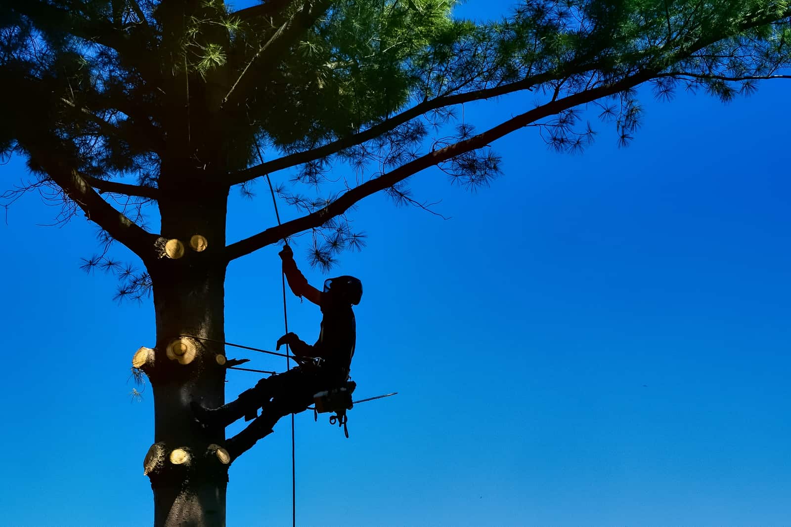 Tree crown reduction services Charlotte NC