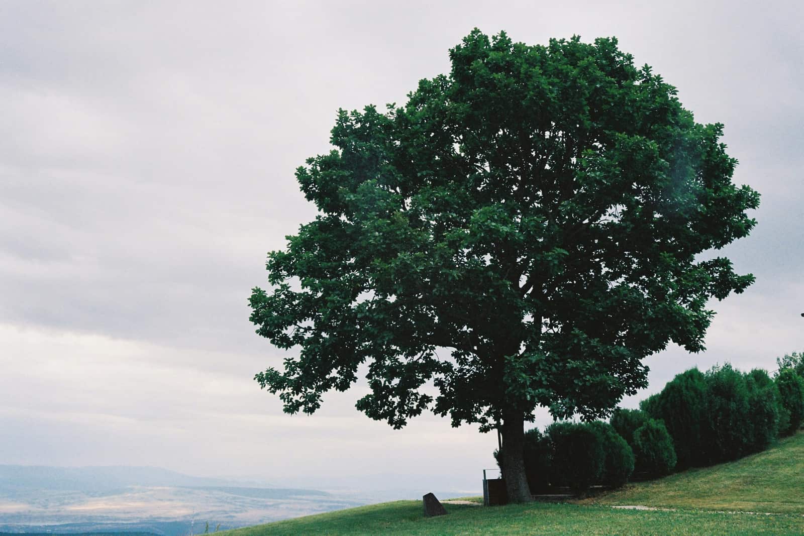 Tree fertilization services in Charlotte NC