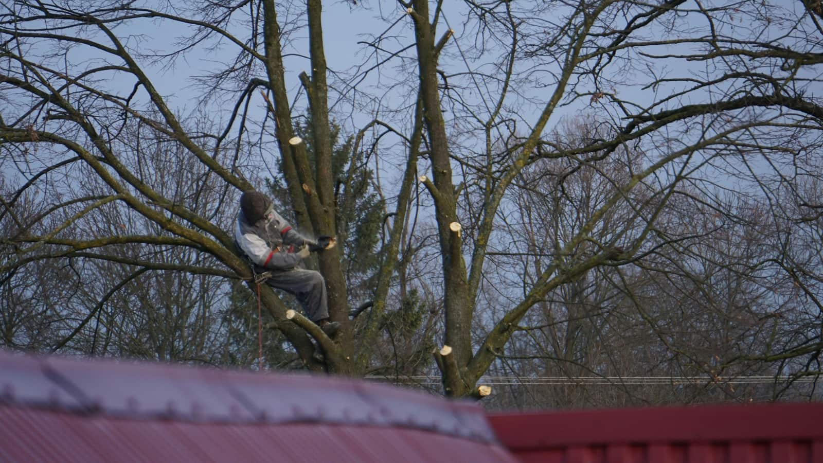 Tree pruning by certified arborists