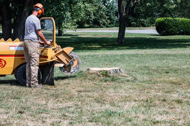 Tree and stump removal services in Charlotte NC